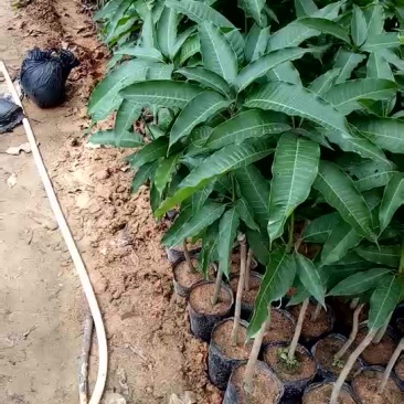 四季芒