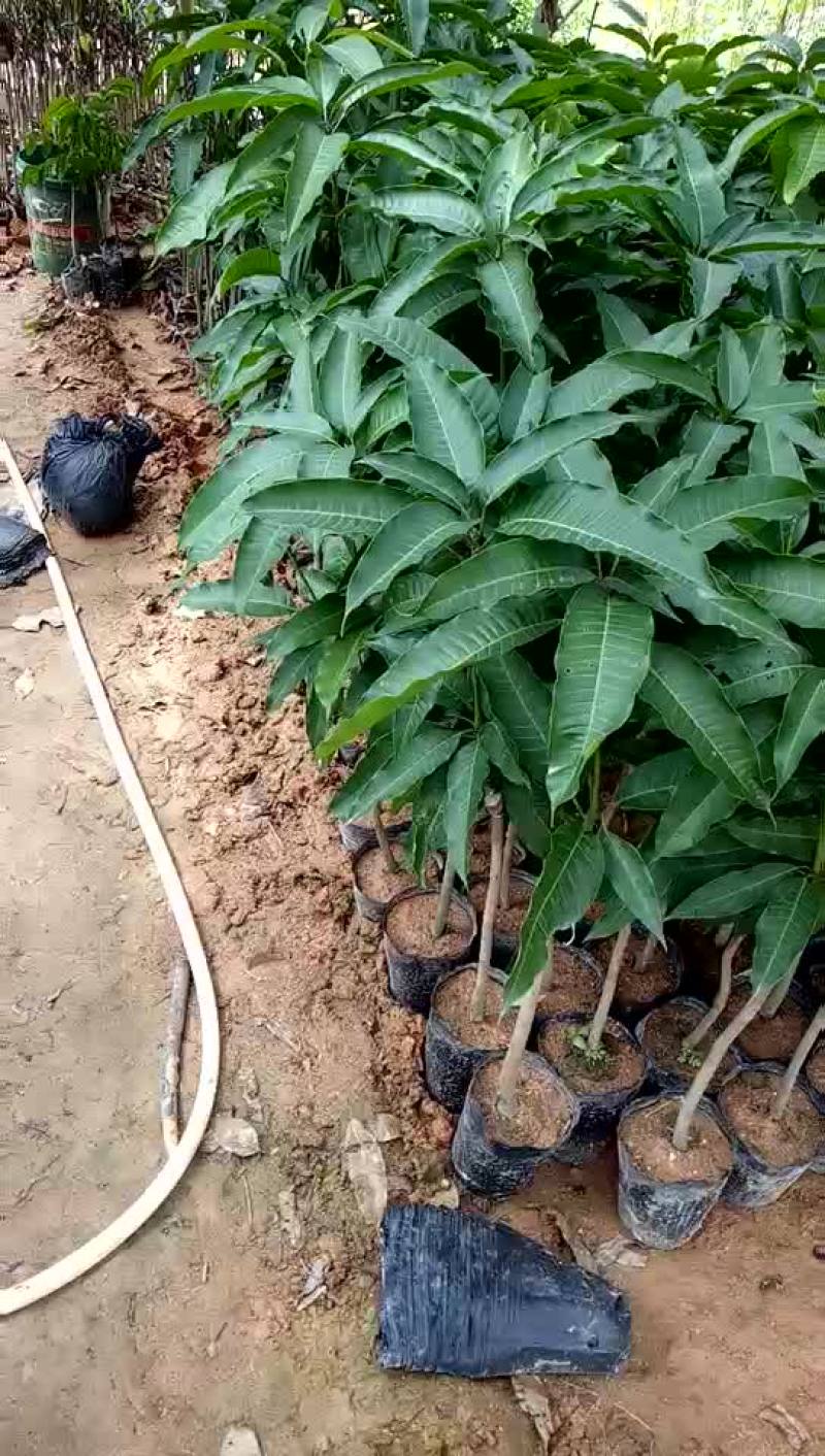 四季芒