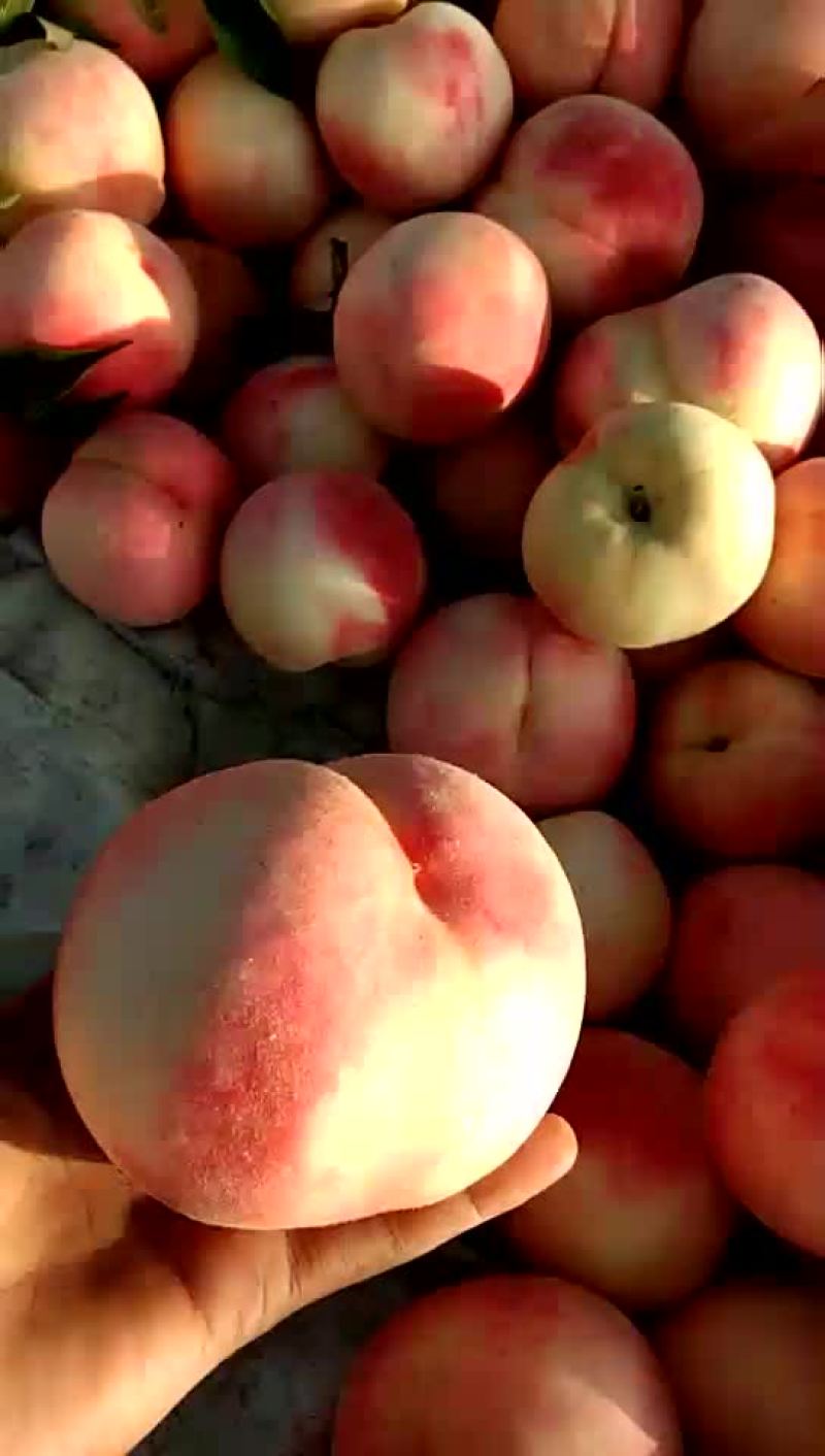 毛桃