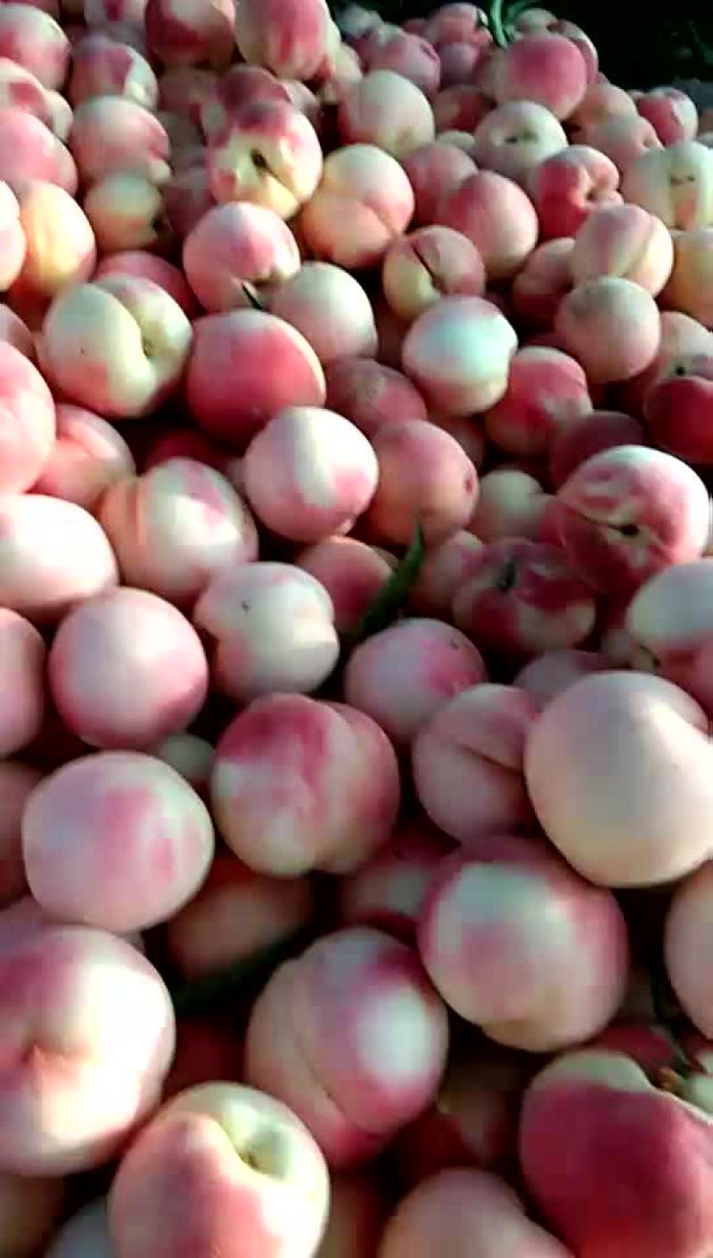 毛桃