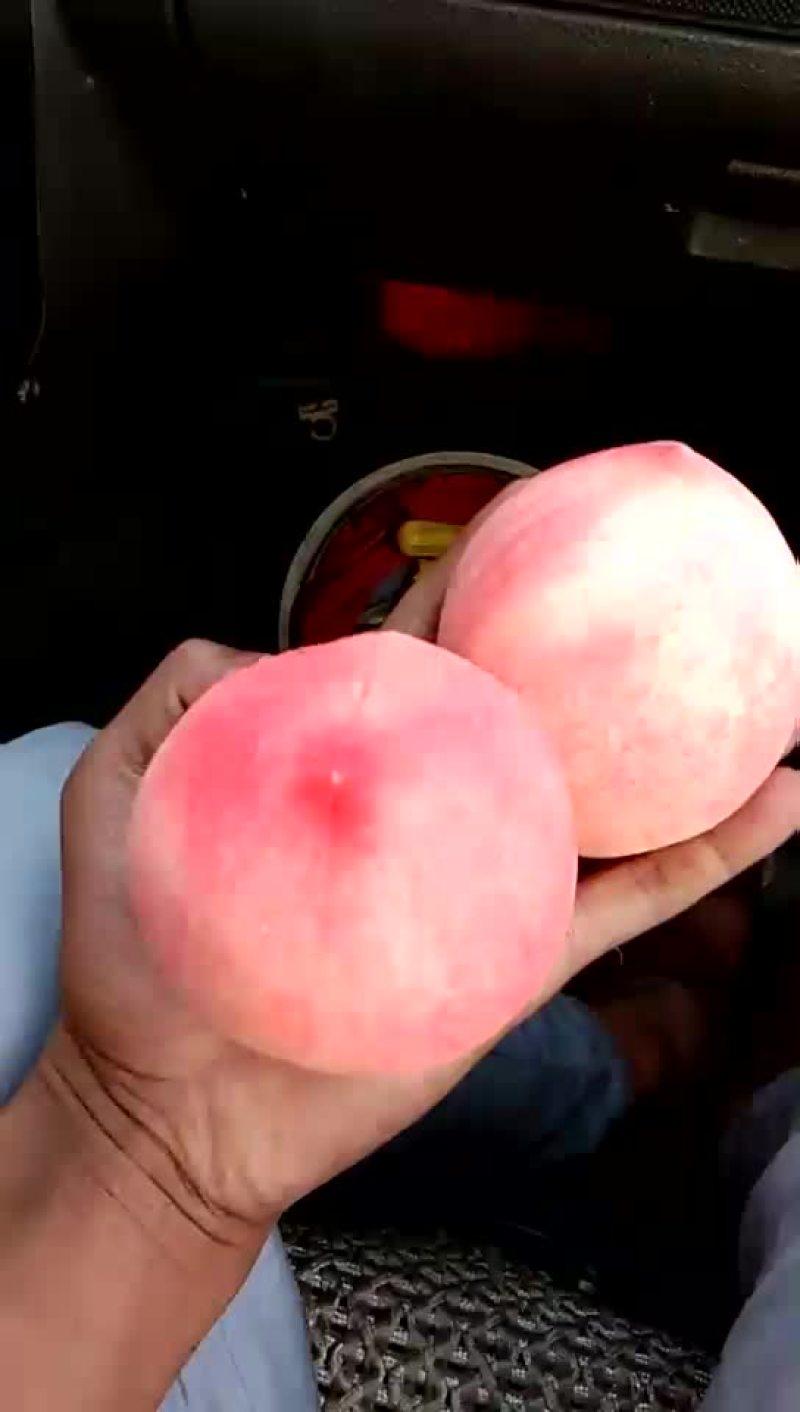 毛桃