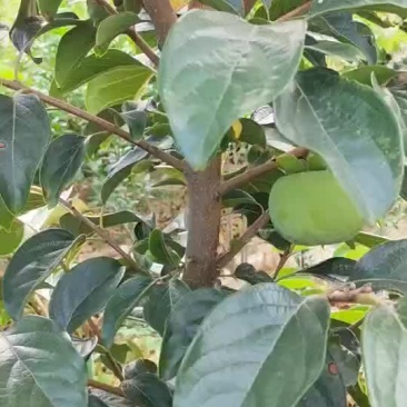 甜柿子树苗