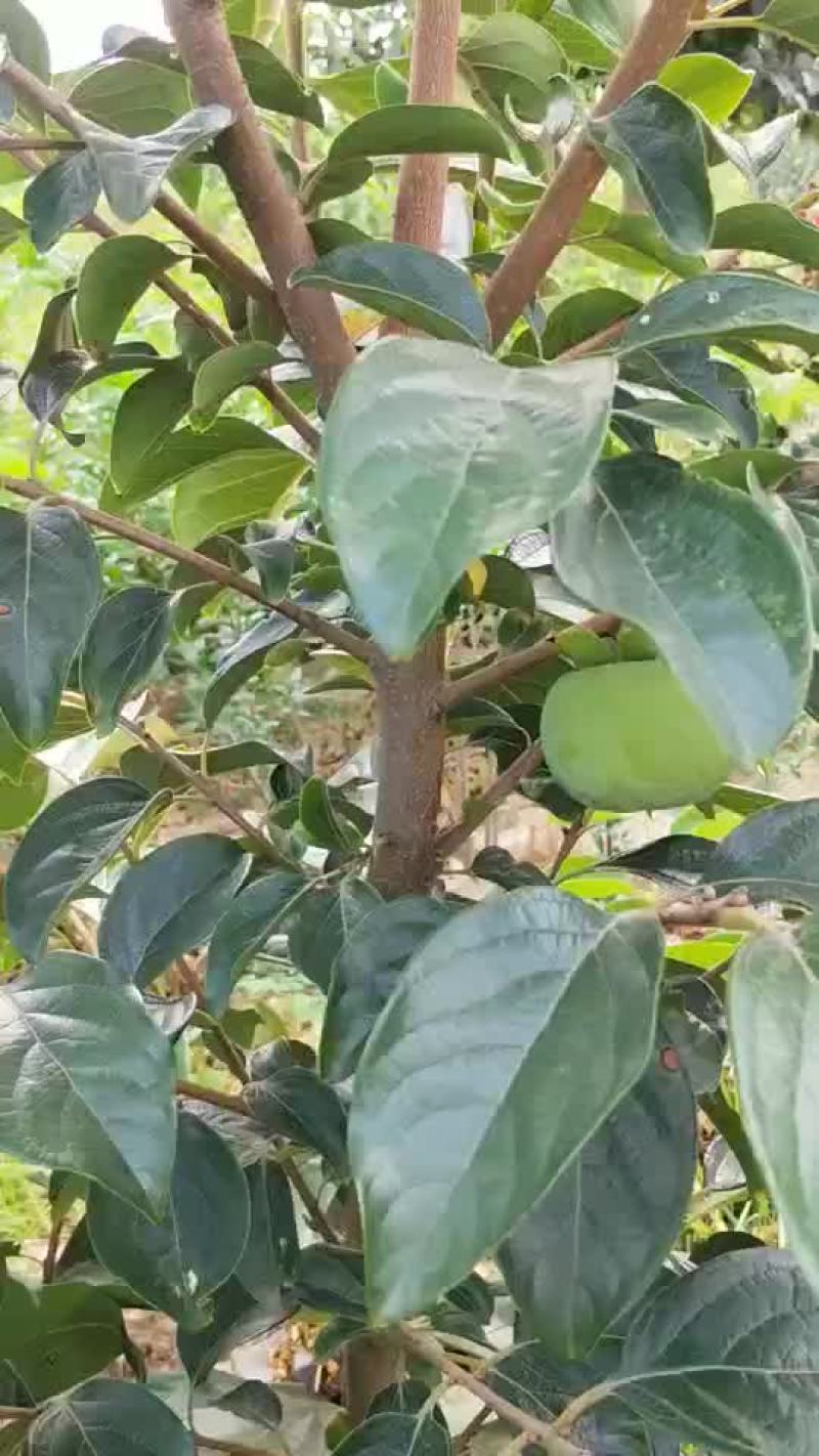 甜柿子树苗