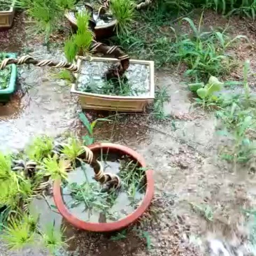 黑松