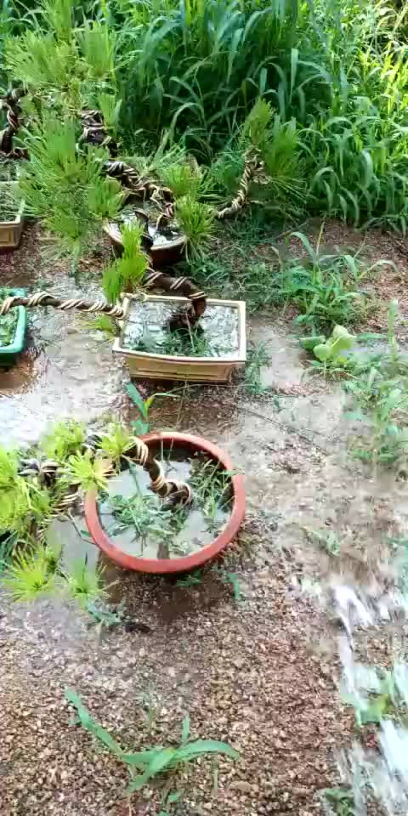 黑松