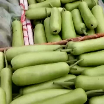 瓠子