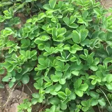草莓苗10~20cm