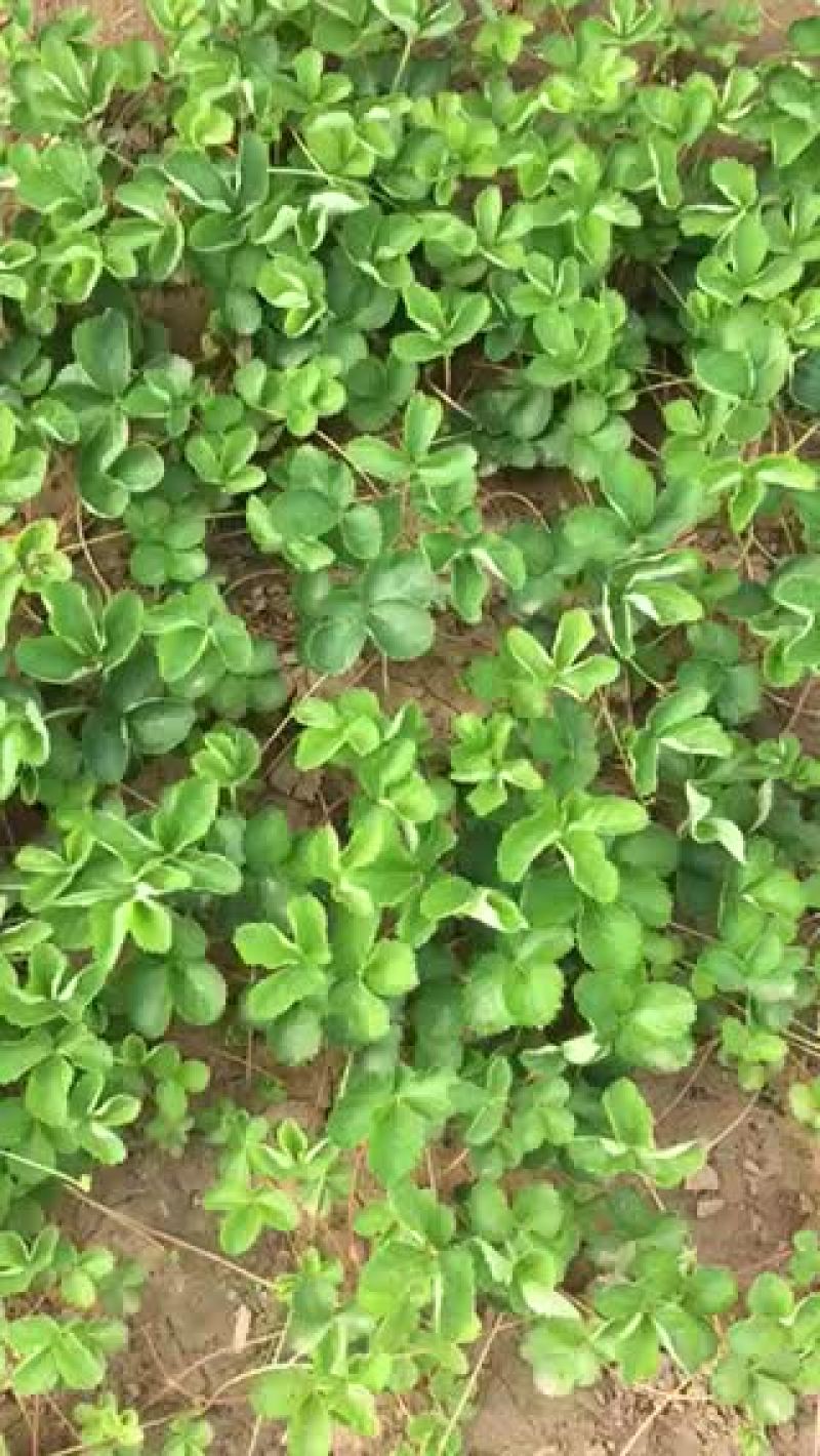 草莓苗10~20cm