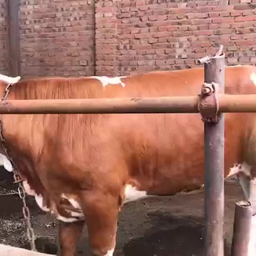 出售鲁西黄牛，三元，四元杂较牛