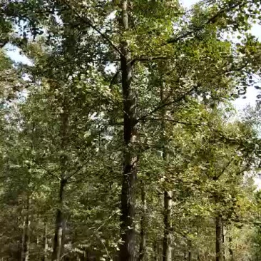 银杏树