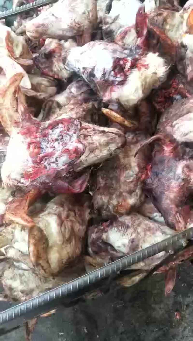 羔羊头，冷冻