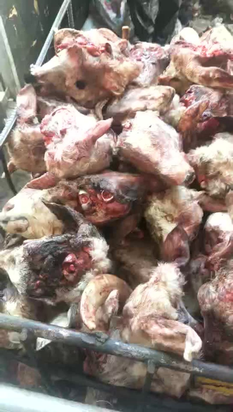 羔羊头，冷冻