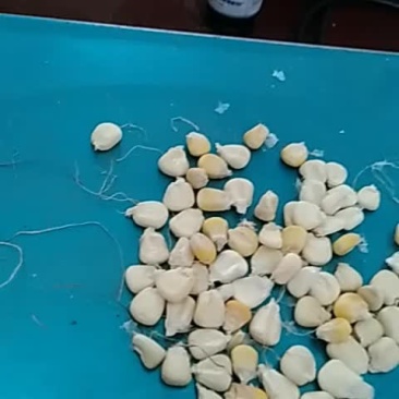 新糥玉米粒