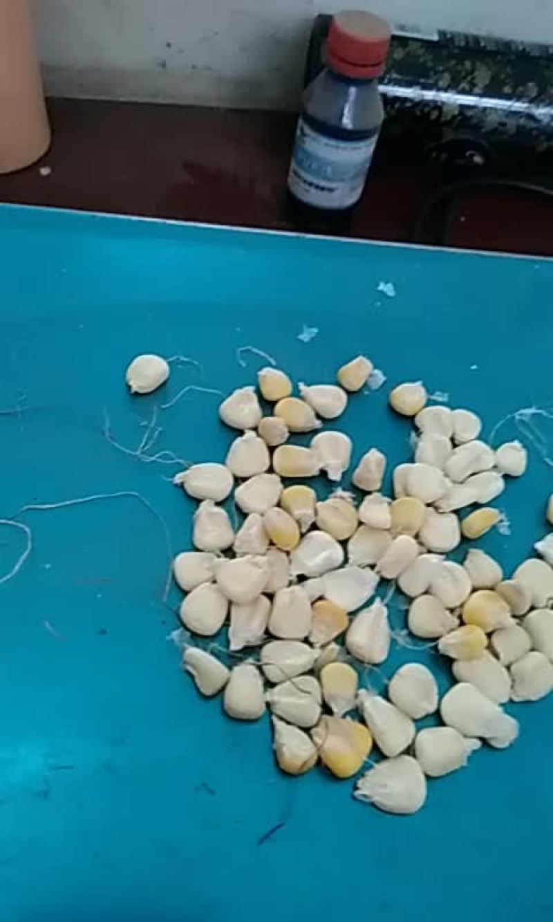 新糥玉米粒