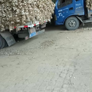 临清优质辫子蒜种，