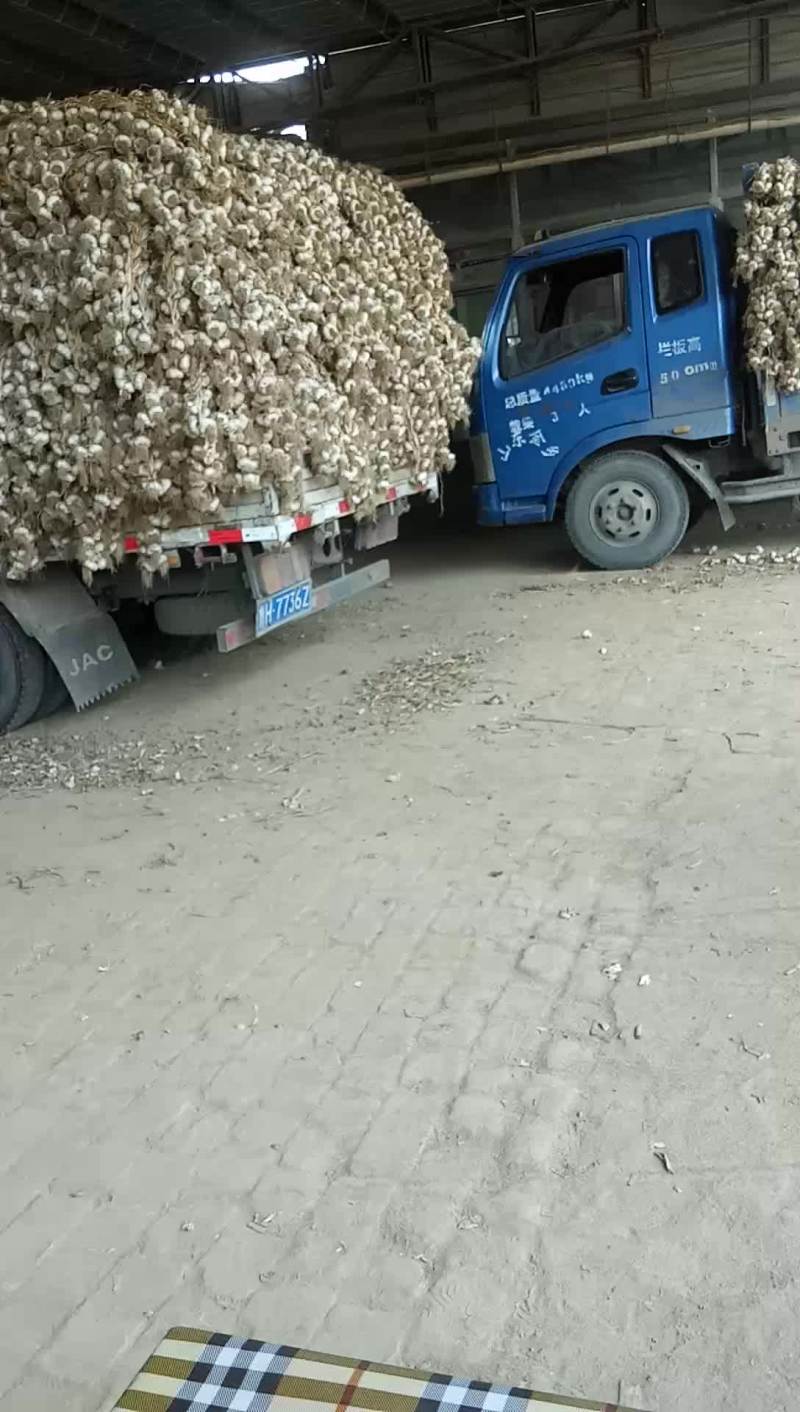 临清优质辫子蒜种，