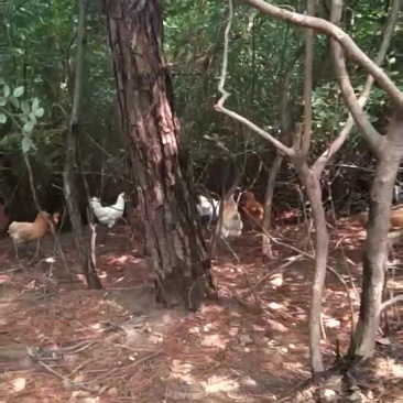 高山云雾鸡也叫跑山鸡