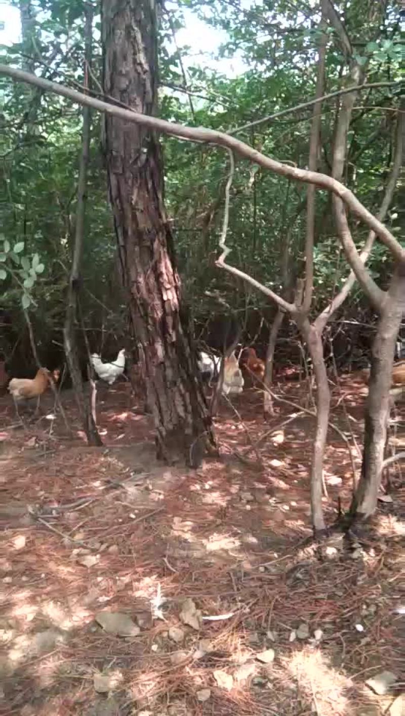 高山云雾鸡也叫跑山鸡