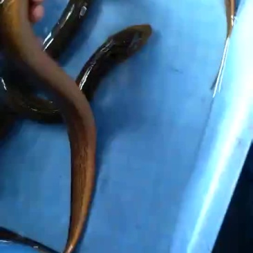 黄鳝