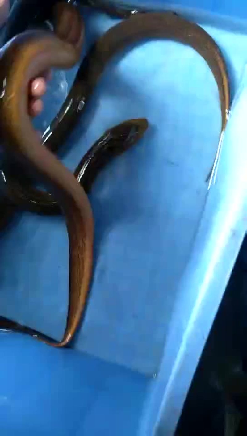 黄鳝