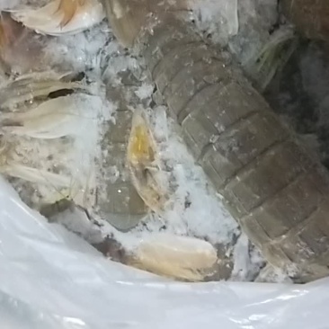 冻皮皮虾