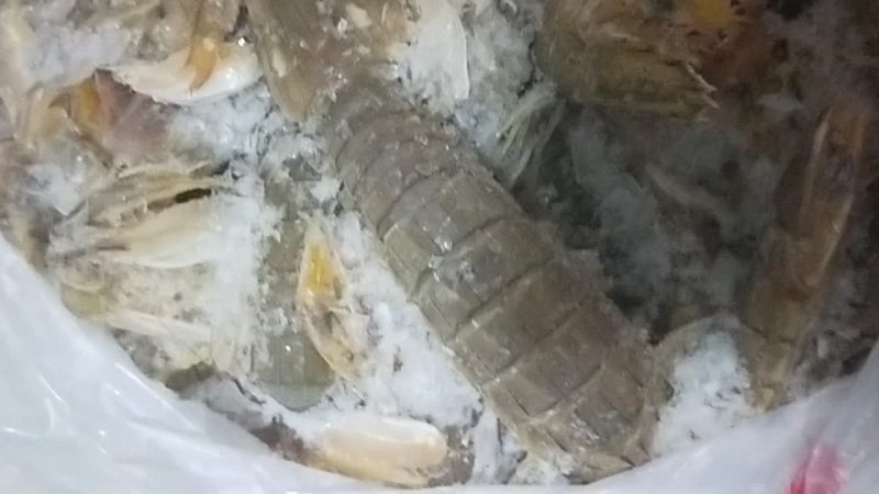 冻皮皮虾