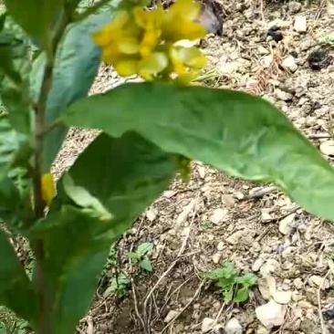 黄花倒水莲，规格50公分，