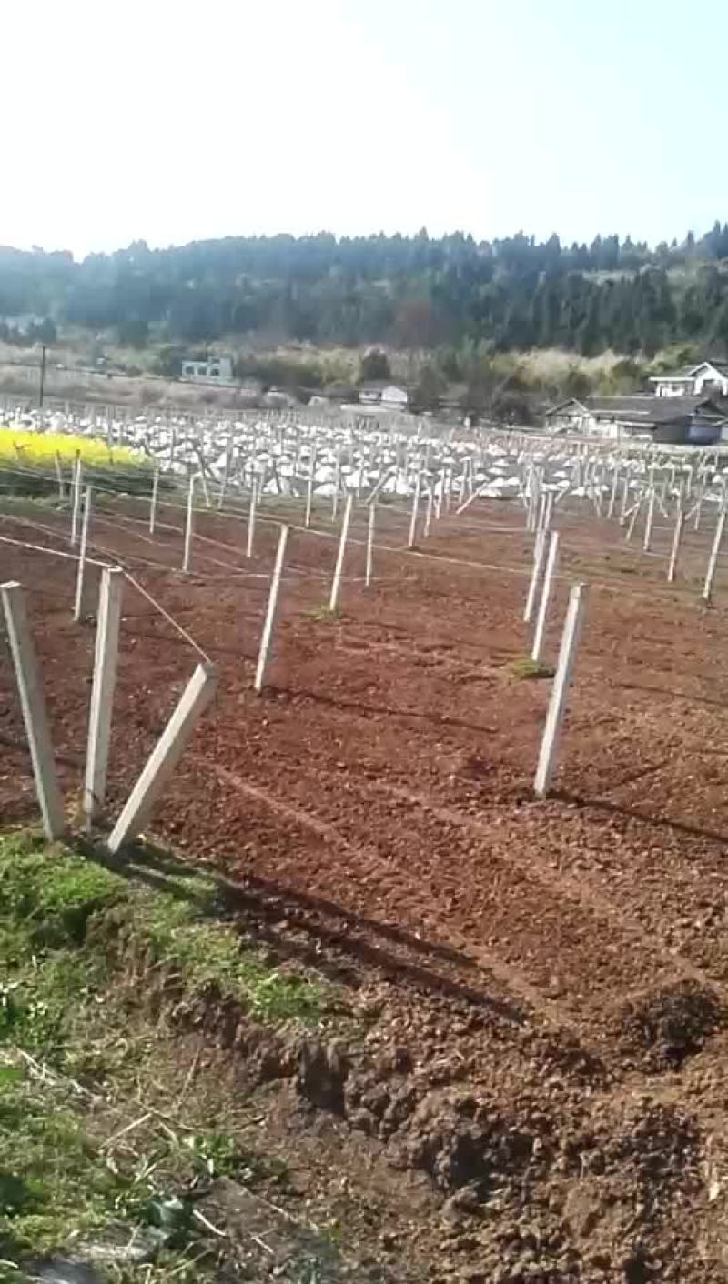 菜园300亩寻有技术的合伙人