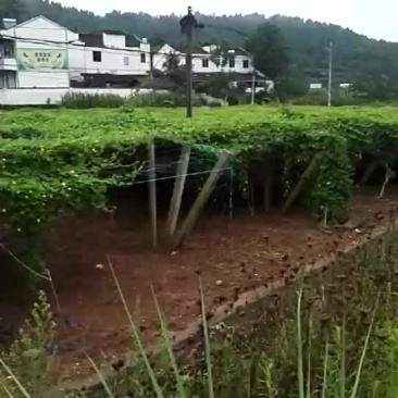 菜园300亩寻有技术的合伙人