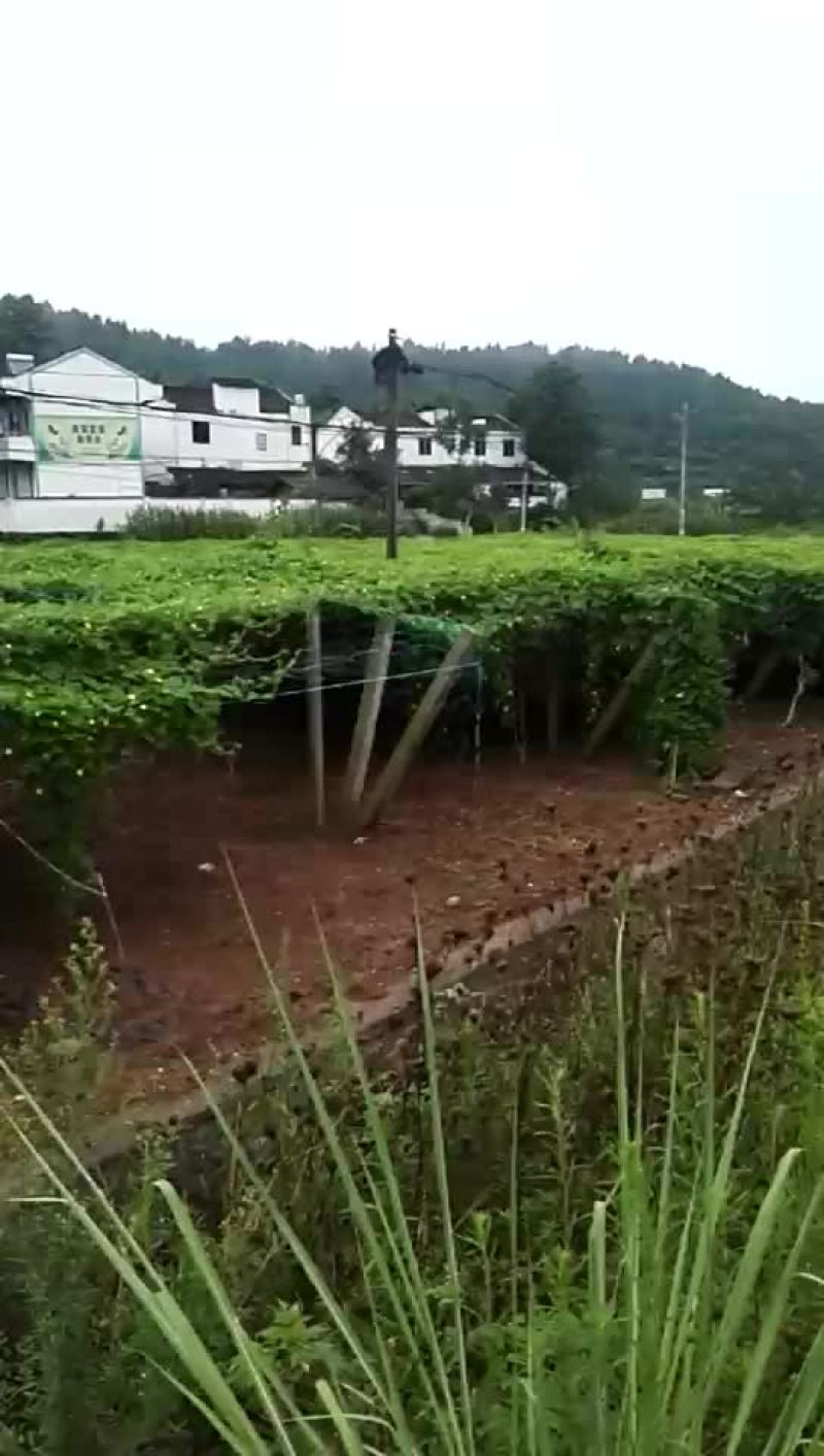 菜园300亩寻有技术的合伙人
