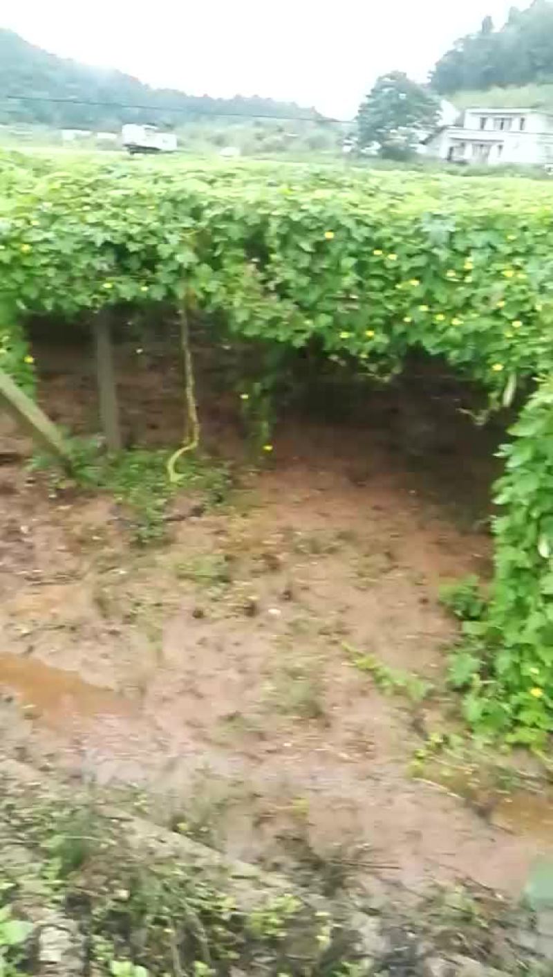菜园300亩寻有技术的合伙人