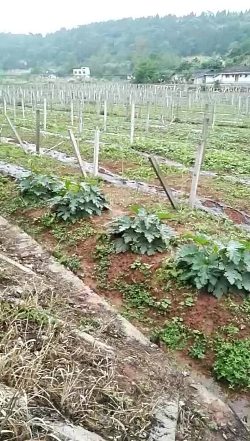 菜园300亩寻有技术的合伙人