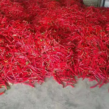 大量批发红辣椒，线椒，二荆条