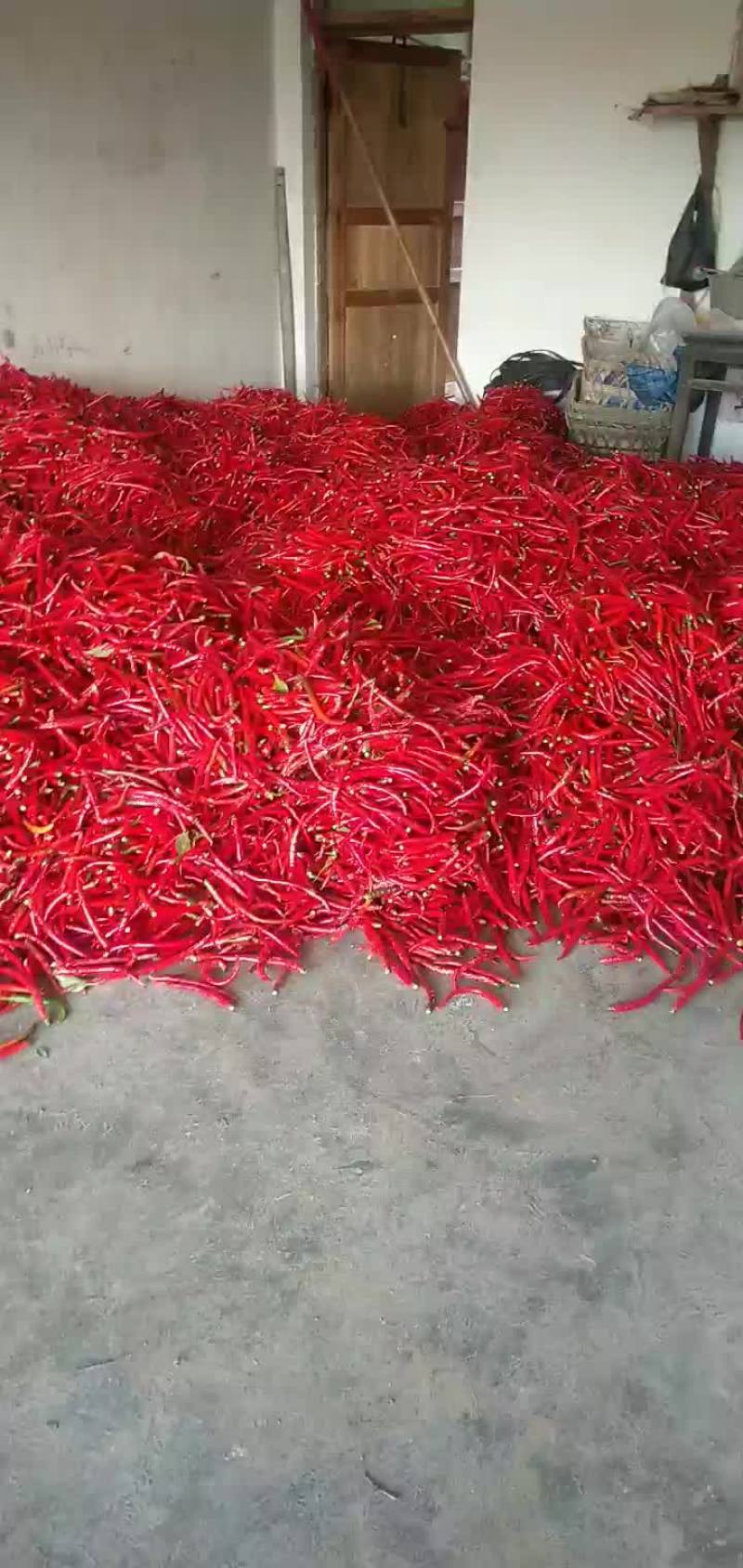 大量批发红辣椒，线椒，二荆条