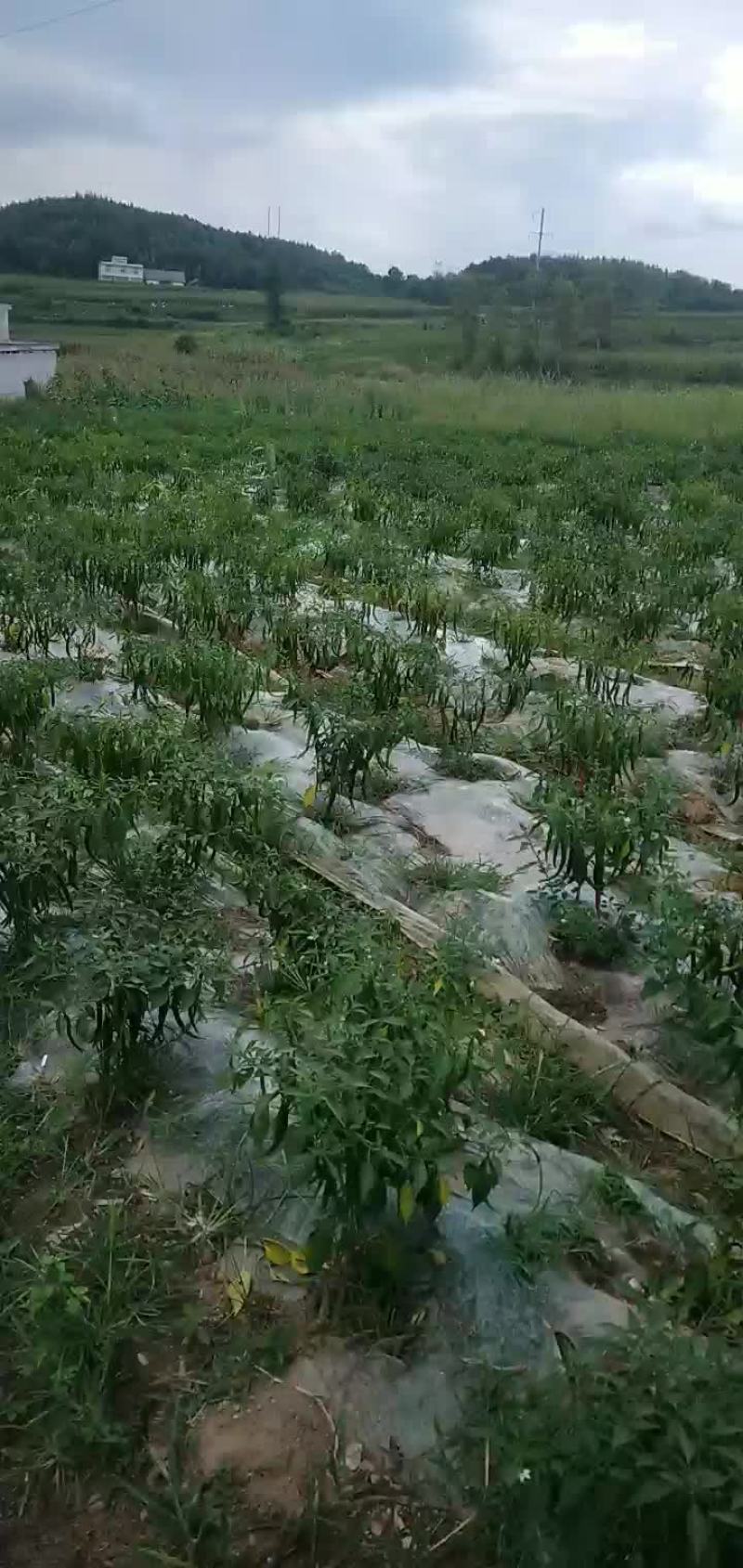 大量批发红辣椒，线椒，二荆条