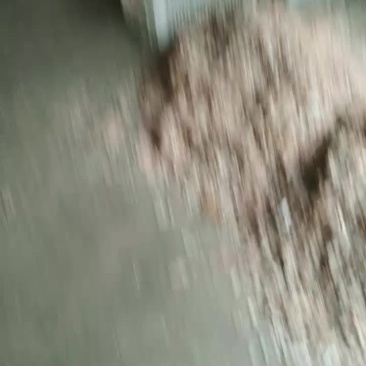 虾皮加工中心