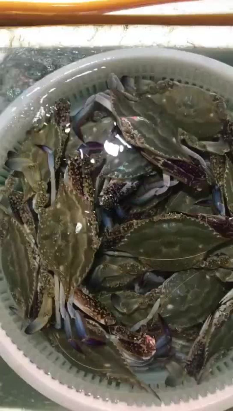 梭子蟹