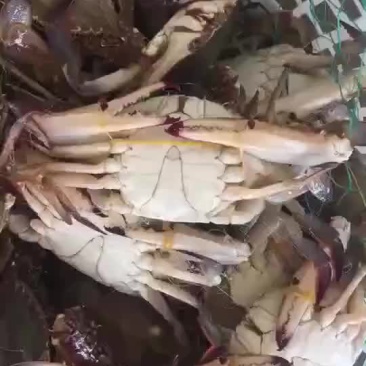 梭子蟹