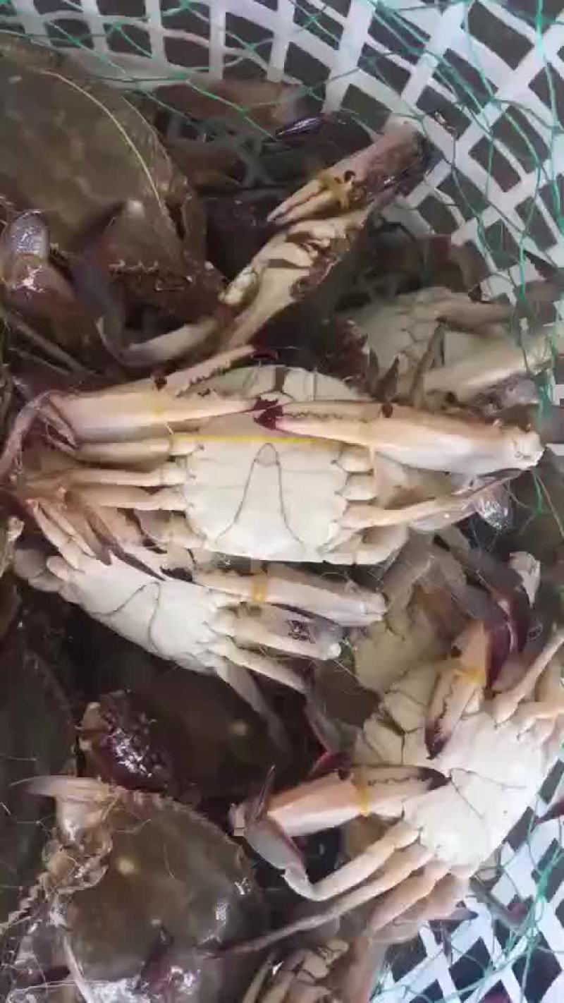 梭子蟹
