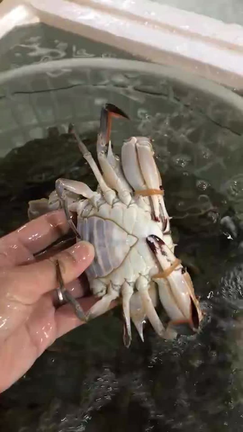 梭子蟹