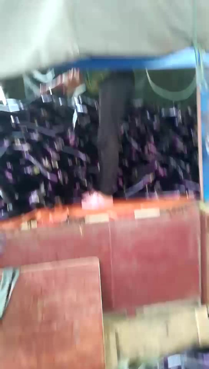 广西南宁新苗茄子已上市