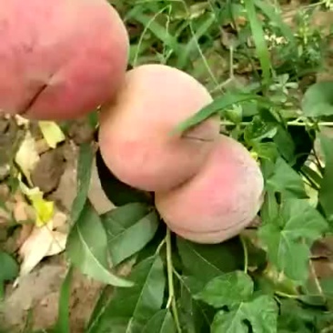 玉妃桃树苗