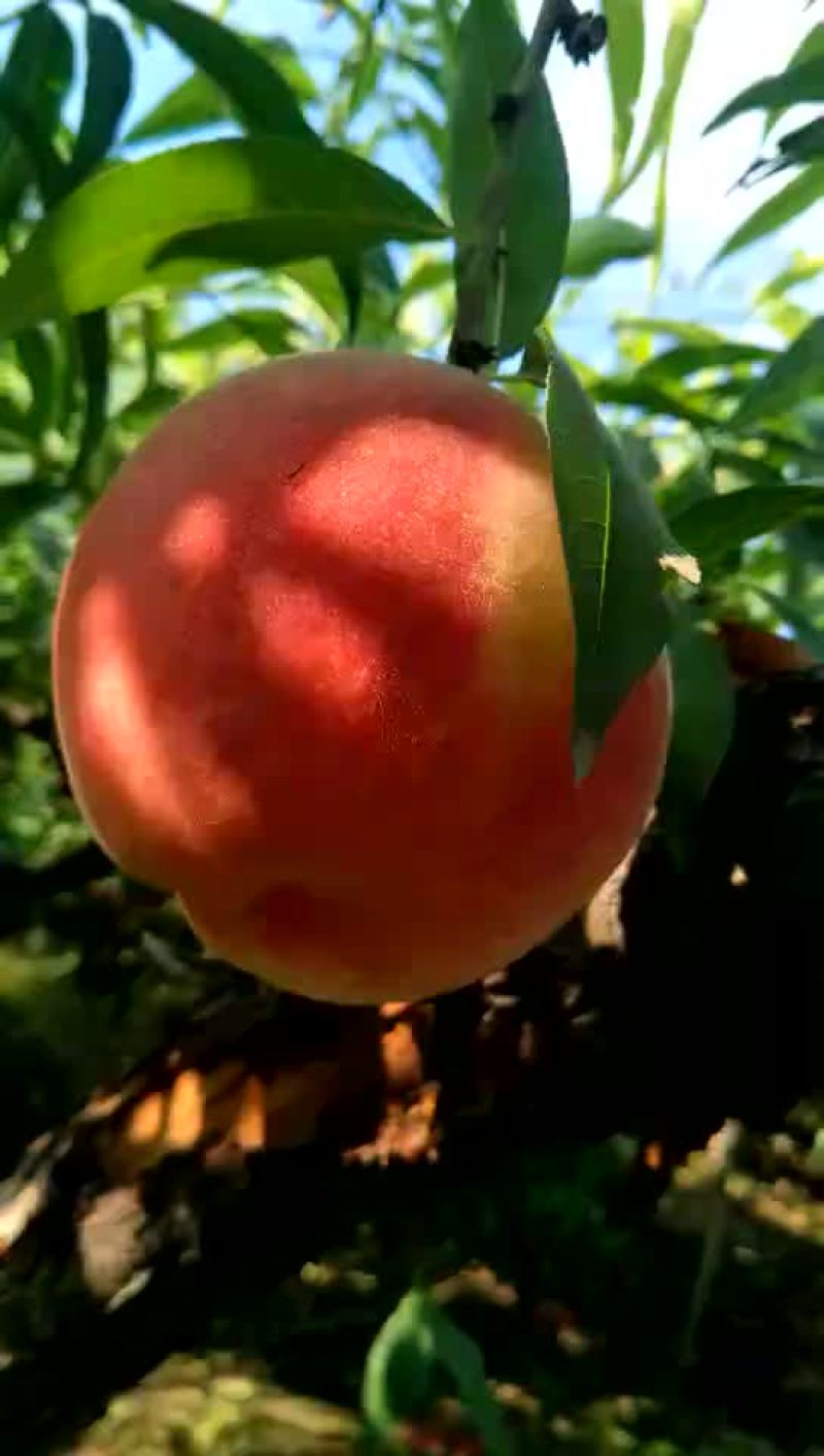 玉妃桃树苗