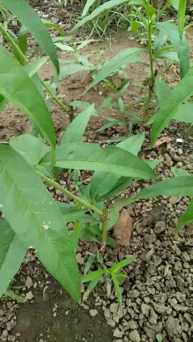 玉妃桃树苗