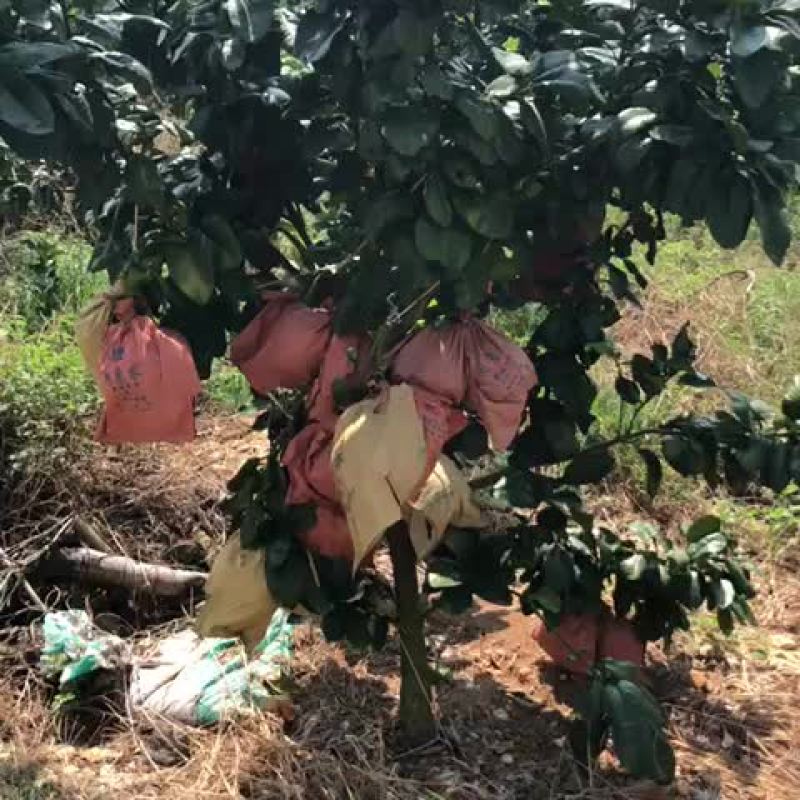 梅州红肉蜜柚，红肉蜜柚