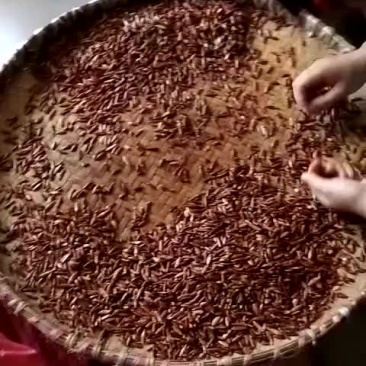 橄榄核仁