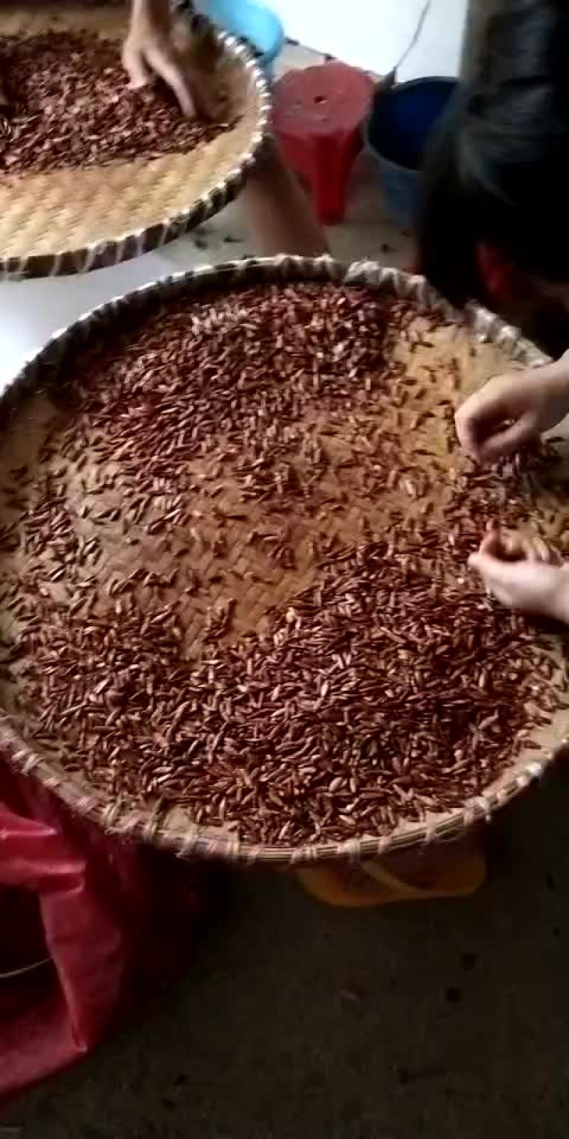 橄榄核仁