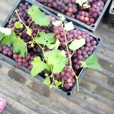 淮北巨峰葡萄基地大量现货