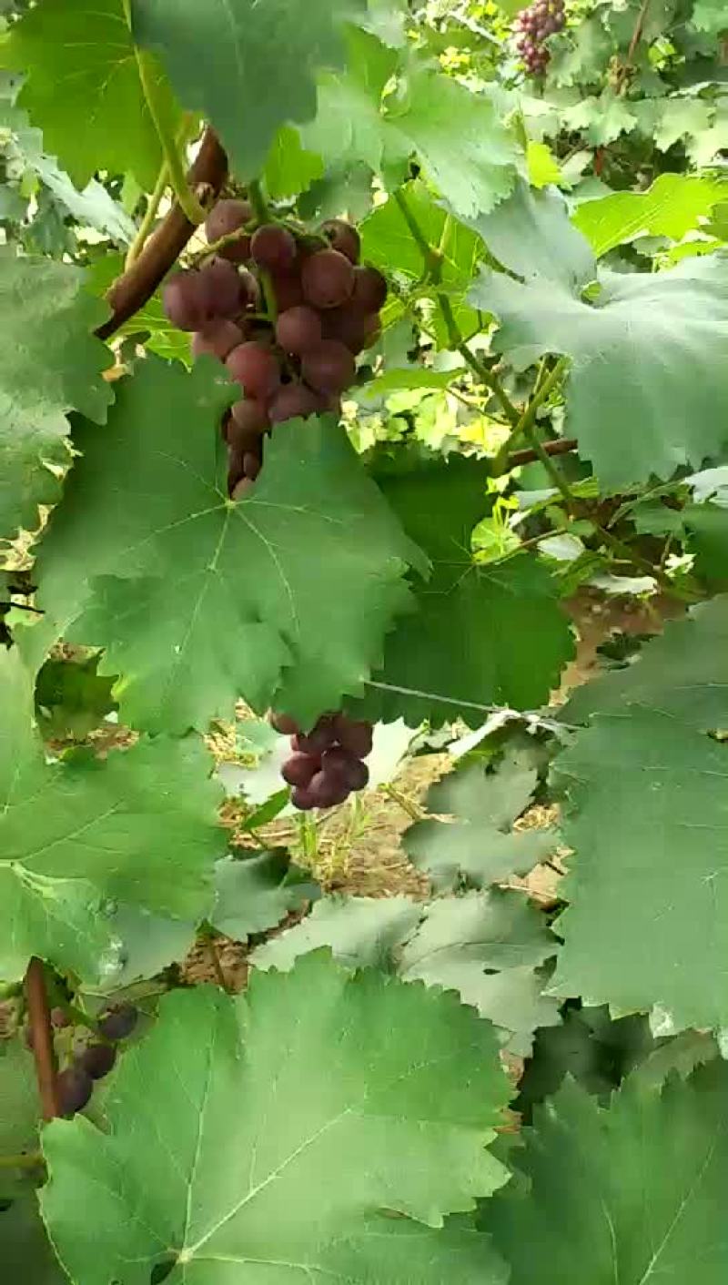 巨蜂葡萄大量上市