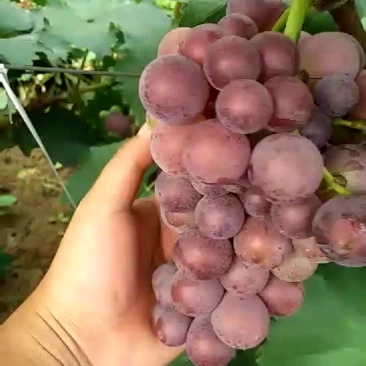 巨蜂葡萄大量上市